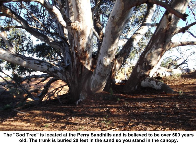 The God Tree