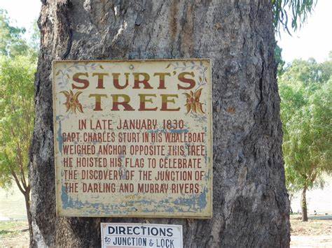 Sturt’s Tree