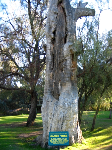 Canoe Tree