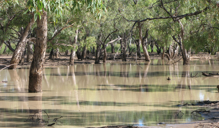 Culgoa National Park