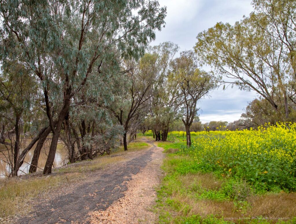 Walgett Two Rivers Walgett | The Darling River Run